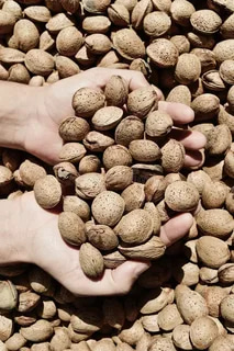 بادام درختی تازه با پوست سبز و کیفیت طبیعی ممتاز